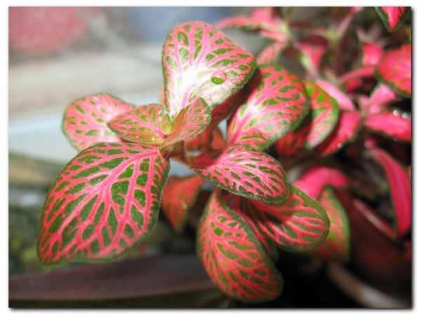 Цветок с красными прожилками на листьях название фото