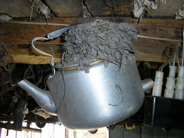 Ласточкино гнездо в чайнике
