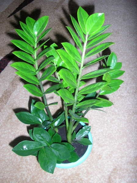 Замиокулькас Zamiifolia пересаженный
