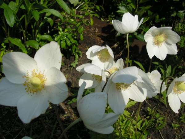Белый цветочки
