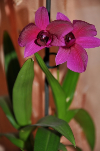 Dendrobium1
