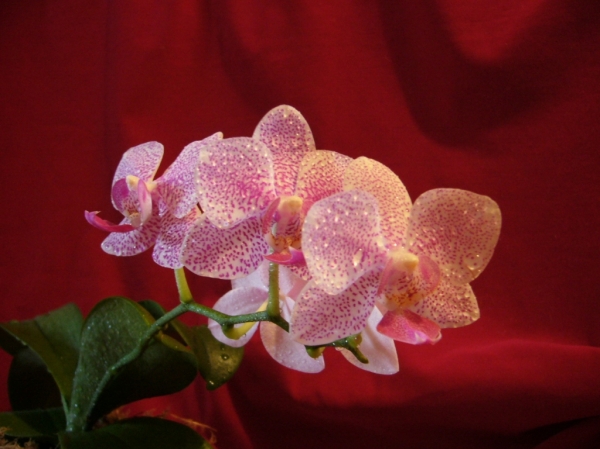 Phalaenopsis
