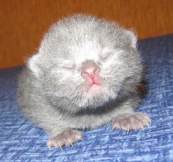 Котенок
Новорожденные котята британской кошки очень похожи на хорьков :)
