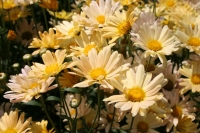 Chrysanthemum-2.jpg