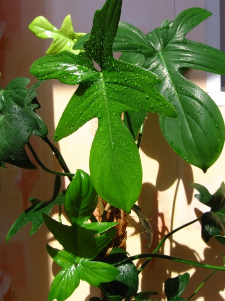 Филодендрон дольчатый /Philodendron laciniatum/
