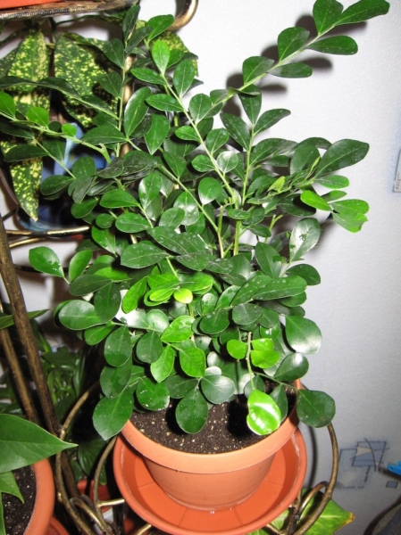 Мурайя Murraya paniculata (L.)Jack
