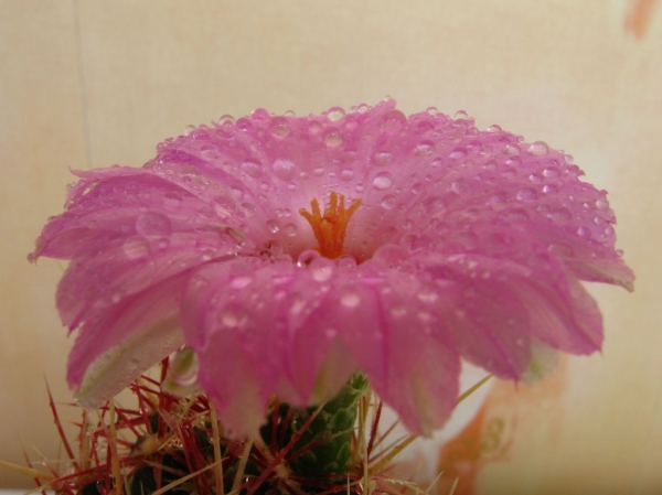 Thelocactus bicolor var. bolaensis
