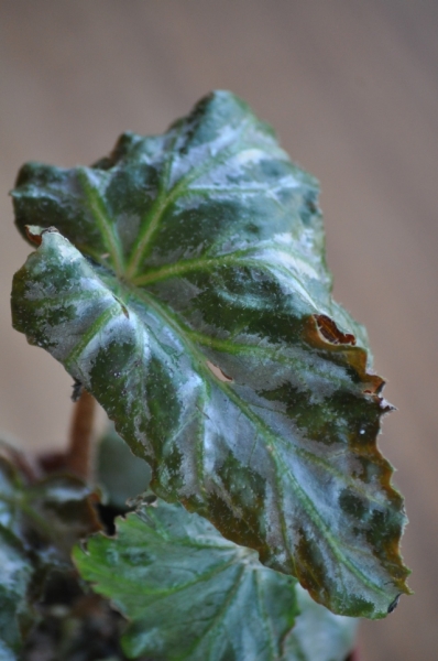 Begonia Dainty Spays Sport BEGONIA Collection (Коллекция БЕГОНИЙ)