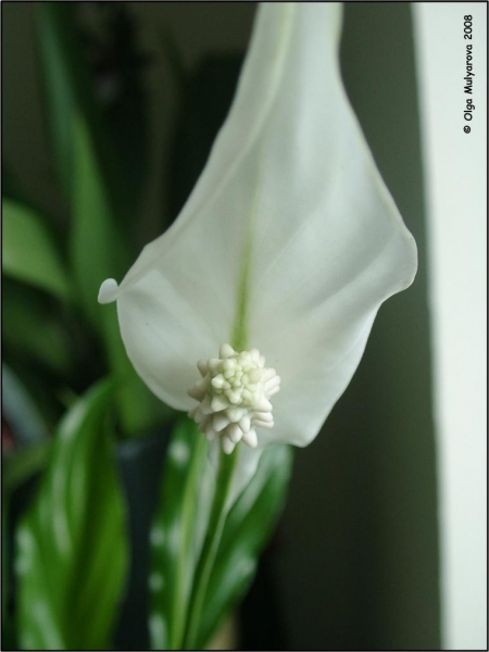 Спатифиллум (Spathiphyllum)
Цветок
Ключевые слова: Спатифиллум (Spathiphyllum)