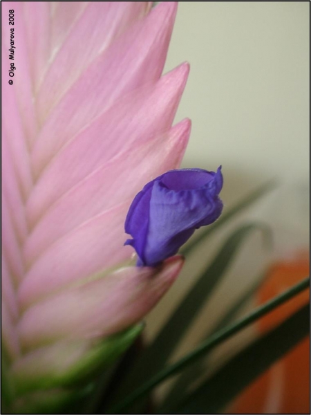 Тилландсия синяя (Tillandsia cyanea)
Бутон
Ключевые слова: Тилландсия синяя (Tillandsia cyanea)