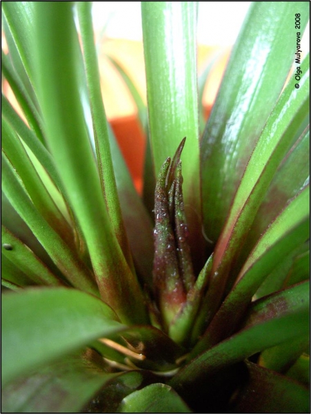 Тилландсия синяя (Tillandsia cyanea)
Новая розетка.
Ключевые слова: Тилландсия синяя (Tillandsia cyanea)
