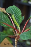Euphorbiaceae_03.jpg