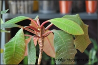 Euphorbiaceae_04.jpg