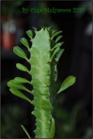 Euphorbiaceae_05.jpg