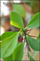 Euphorbiaceae_11.jpg