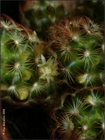 Mammillaria_elongata_03.jpg