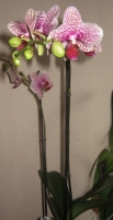 Orchidea1.jpg