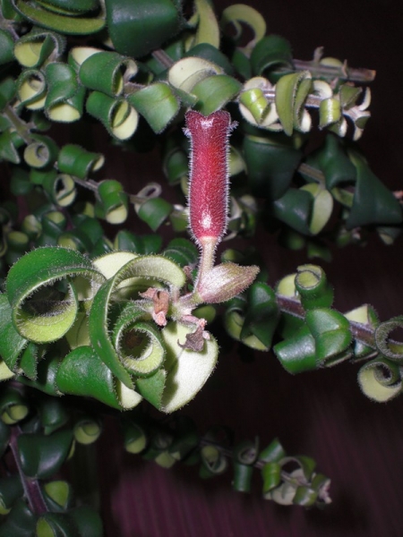 Aeschynanthus Эсхинантус
Ключевые слова: Aeschynanthus Twister