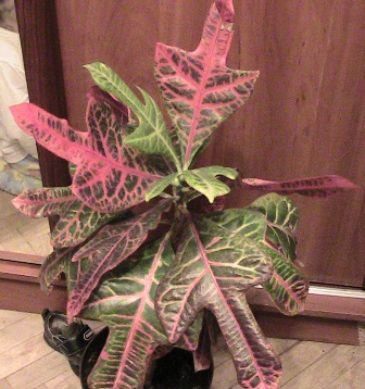 croton variegata
