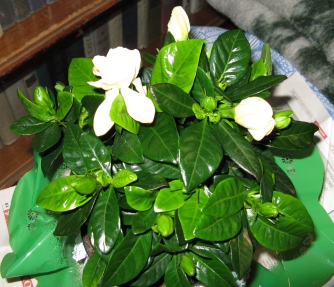 gardenia
