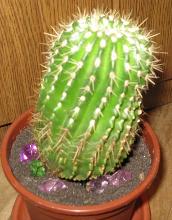  cactus
