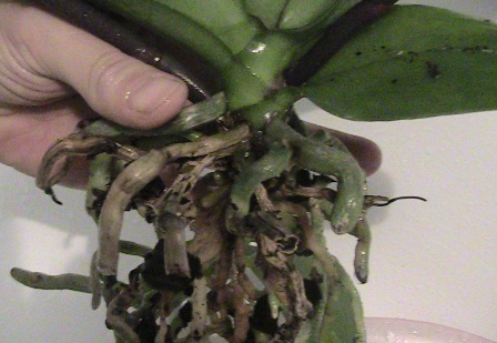 phalaenopsis 3
