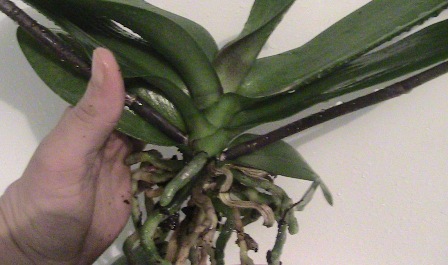 phalaenopsis2
