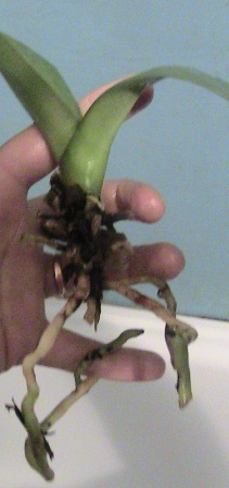 phalaenopsis
