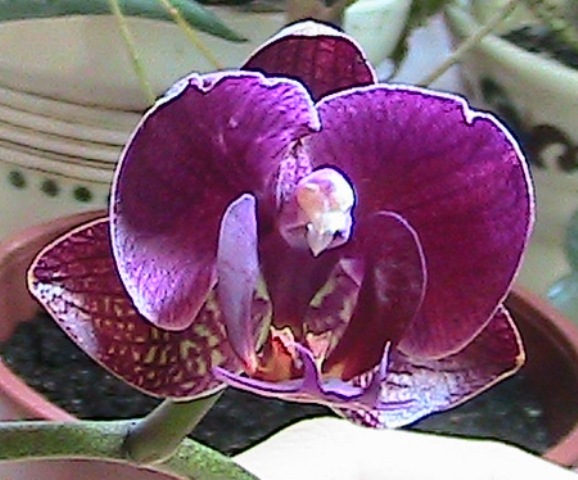 phalaenopsis Lila
