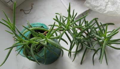 succulent

