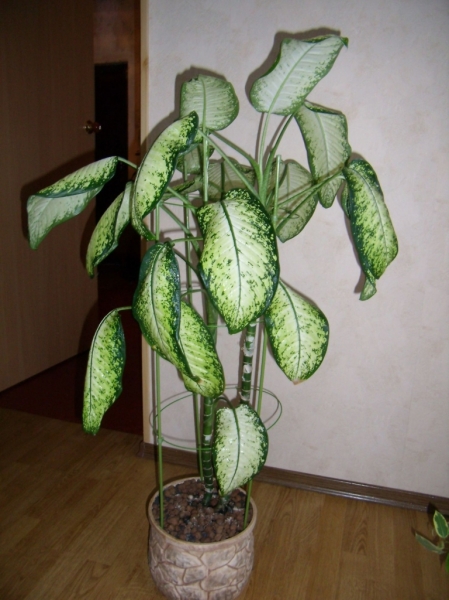 Dieffenbachia
