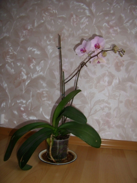 Phalaenopsis
