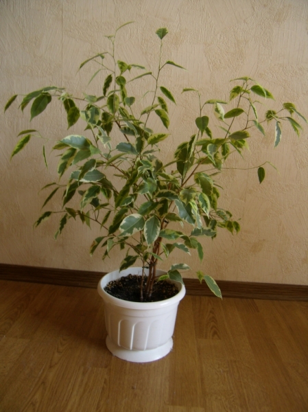 Ficus Benjamina Starlight
