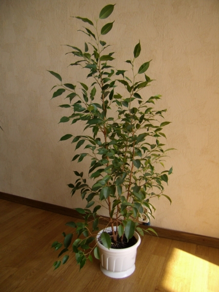 Ficus Benjamina
