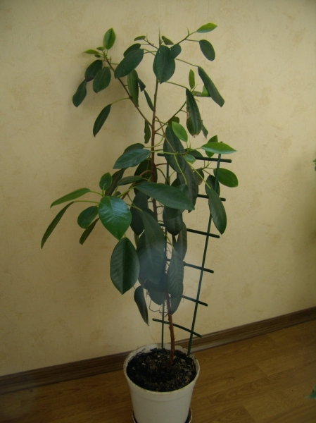 Ficus
