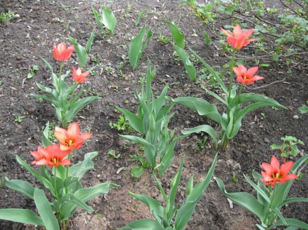 лилиевидные тюльпаны
сначала цветут красные, потом оранжевые))))
