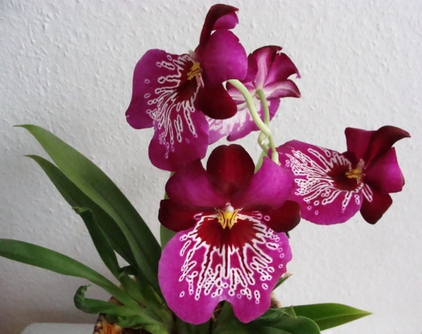 мильтония
Ключевые слова: орхидеи