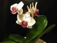 Phalaenopsis_hybrid-1.jpg