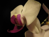 Phalaenopsis_hybrid-2.jpg
