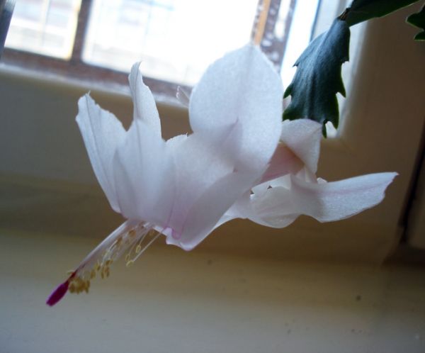 Белый цветок
