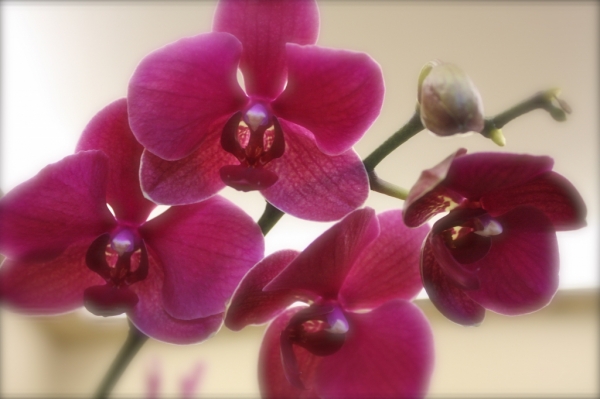 Phalaenopsis
