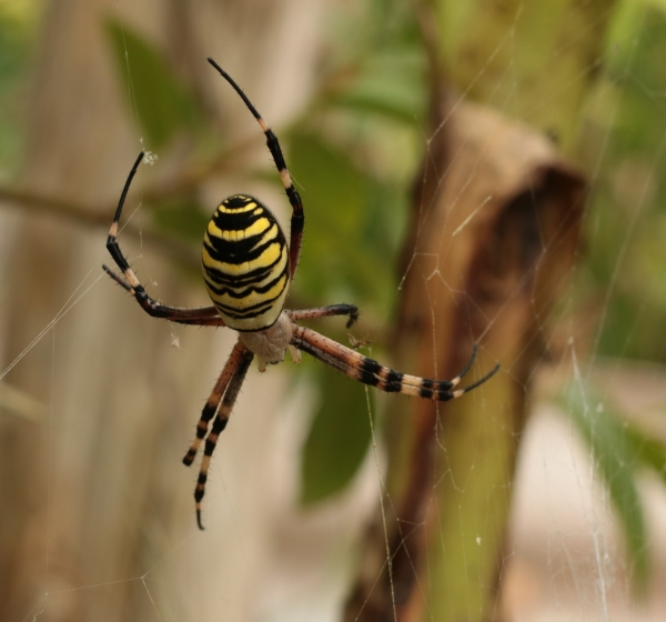 Argiope
Argiope
