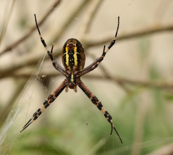 Argiope_6.jpg