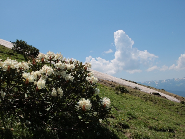 Rhododendron_cauasicum_9.jpg