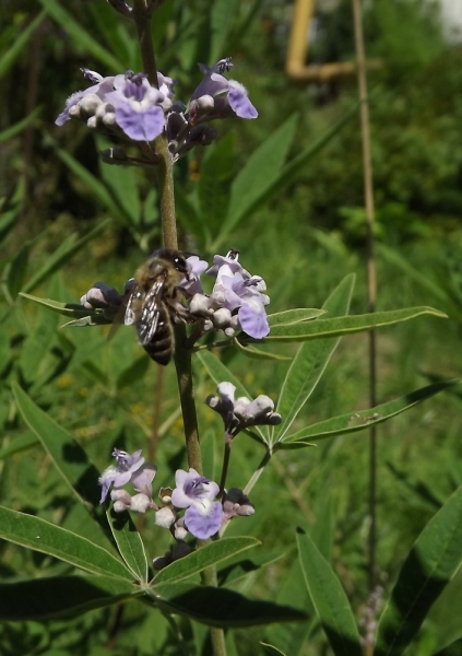 pchela_na_vitex_2.jpg