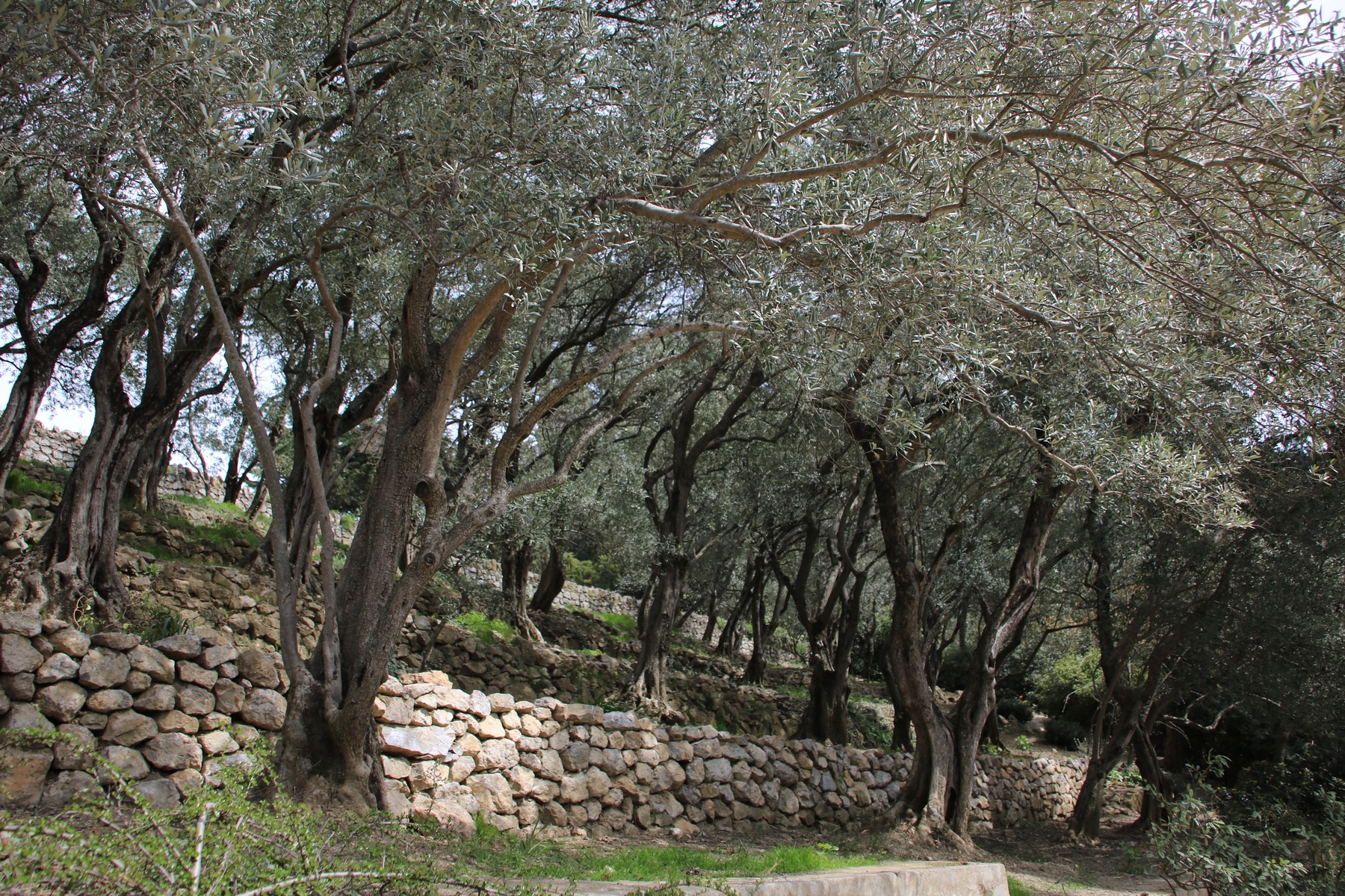 Никитский Ботанический сад оливковая роща