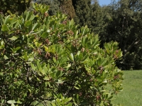 Arbutus_unedo_1.jpg