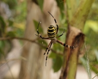 Argiope_2.jpg