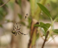 Argiope_3.jpg