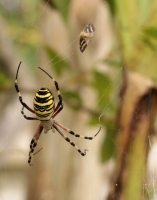 Argiope_4.jpg